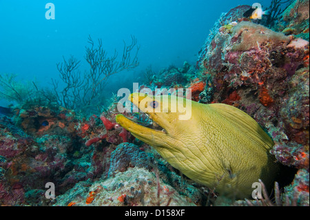 (Gymnothorax funebris murène verte), la plus grande espèce de Moray dans l'ouest de l'Atlantique et des Caraïbes. Banque D'Images