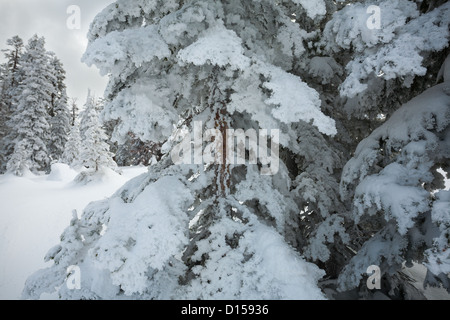 Neige givrée s'accroche aux branches de pins en Californie, avec de la neige sur le sol et un ciel orageux gris ci-dessus. Banque D'Images