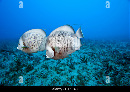 Une paire de poissons-anges, Pomacanthus arcuatus, nage sur un récif de corail de la Floride du Sud. Banque D'Images