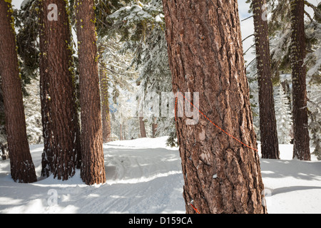 Corde fine line sur les arbres de bordure marques Tahoe domaine skiable, avec skié chemin à travers la neige fraîche dans les bois à pale soleil d'hiver. Banque D'Images