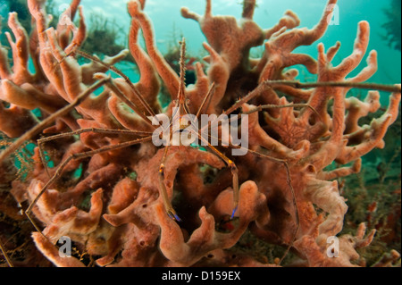 Stenorhynchus seticornis Crabe, Arrowhead, photographiés dans le Lake Worth Lagoon, Singer Island, Florida, United States Banque D'Images