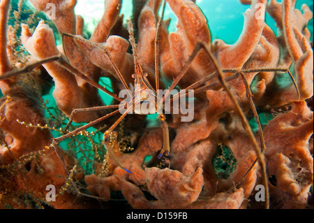 Stenorhynchus seticornis Crabe, Arrowhead, photographiés dans le Lake Worth Lagoon, Singer Island, Florida, United States Banque D'Images