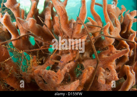 Stenorhynchus seticornis Crabe, Arrowhead, photographiés dans le Lake Worth Lagoon, Singer Island, Florida, United States Banque D'Images