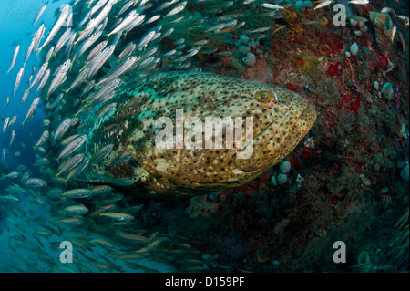 Une espèce en voie d'Goliath grouper, Epinephelus itajara, nage près d'un naufrage dans le comté de Palm Beach en Floride, États-Unis Banque D'Images