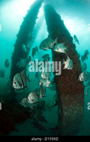 Atlantic Spadefish, Chaetodipterus faber, rassembler autour de les pieux de la Juno Beach Pier à Juno Beach, Florida, United States Banque D'Images