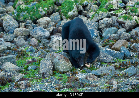 Ours noir, Ursus americanus vancouveri, chercher de la nourriture à marée basse le long de la plage dans la baie Clayoquot, île de Vancouver CA Banque D'Images