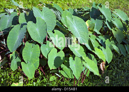 Tige rouge feuilles de taro Banque D'Images