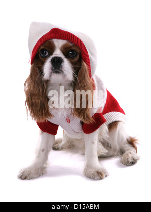 King Charles Spaniel chien portant un cavalier de Noël Banque D'Images