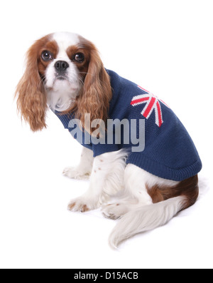 King Charles Spaniel chien portant un cavalier britannique Banque D'Images