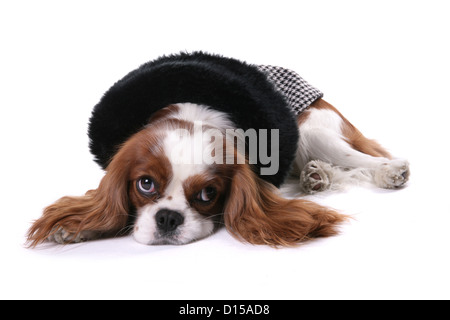 King Charles Spaniel chien vêtu d'un sweat noir Banque D'Images