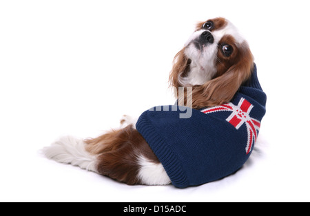 King Charles Spaniel chien portant un cavalier britannique Banque D'Images