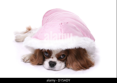 King Charles Spaniel chien vêtu d'un sweat rose Banque D'Images