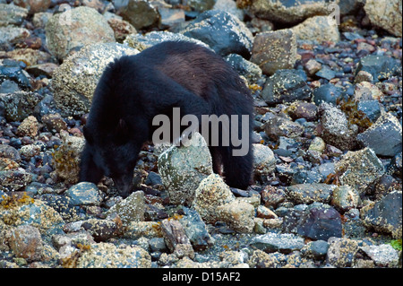 Ours noir, Ursus americanus vancouveri, cherche de la nourriture à marée basse le long de la plage dans la baie Clayoquot, île de Vancouver, C.-B. Banque D'Images