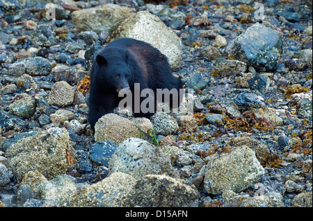 Ours noir, Ursus americanus vancouveri, cherche de la nourriture à marée basse le long de la plage dans la baie Clayoquot, île de Vancouver, C.-B. Banque D'Images