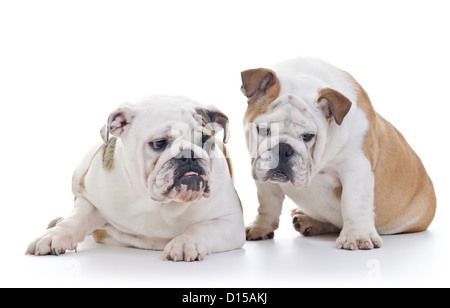 Deux chiens Bouledogue anglais à la baisse, sur fond blanc Banque D'Images