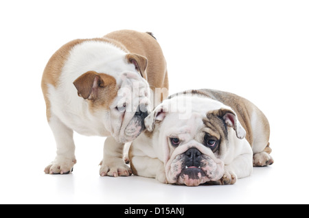 Deux chiens bouledogue anglais sur fond blanc, il ressemble à un chuchotement est à l'autre Banque D'Images