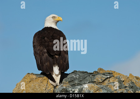 Un pygargue à tête blanche Haliaeetus leucocephalus,, repose sur un perchoir rocheux au nord de l'île de Vancouver, Colombie-Britannique, Canada. Banque D'Images