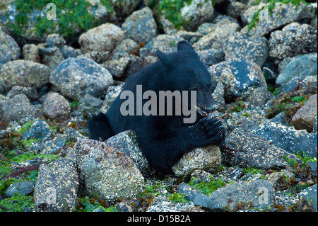 Ours noir, Ursus americanus vancouveri, chercher de la nourriture à marée basse le long de la plage dans la baie Clayoquot, île de Vancouver CA Banque D'Images