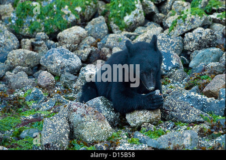 Ours noir, Ursus americanus vancouveri, chercher de la nourriture à marée basse le long de la plage dans la baie Clayoquot, île de Vancouver, C.-B. Banque D'Images