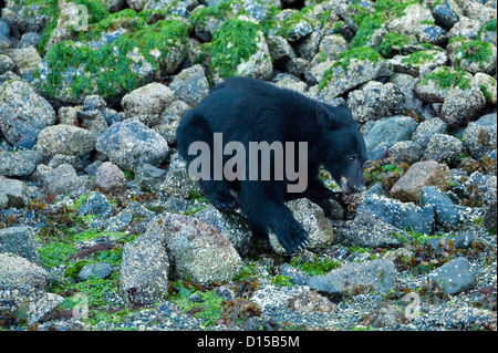 Ours noir, Ursus americanus vancouveri, chercher de la nourriture à marée basse le long de la plage dans la baie Clayoquot, île de Vancouver, C.-B. Banque D'Images