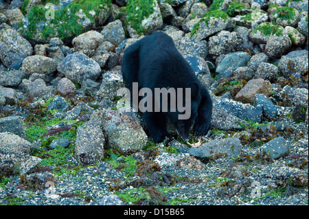 Ours noir, Ursus americanus vancouveri, chercher de la nourriture à marée basse le long de la plage dans la baie Clayoquot, île de Vancouver, C.-B. Banque D'Images