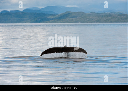 Un rorqual à bosse, Megaptera novaeangliae, nage dans les eaux calmes au large de l'île de Vancouver, Colombie-Britannique, Canada Banque D'Images