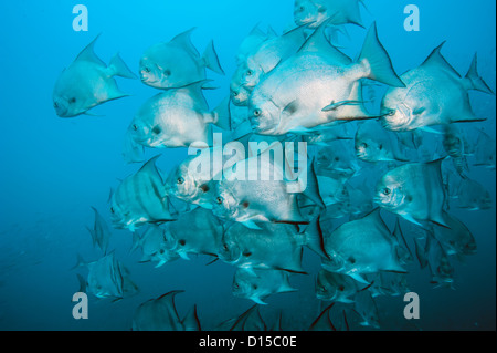 Atlantic Spadefish,Chaetodipterus faber, de l'école sur l'Atlas offshore naufrage Morehead City, North Carolina, United States. Banque D'Images