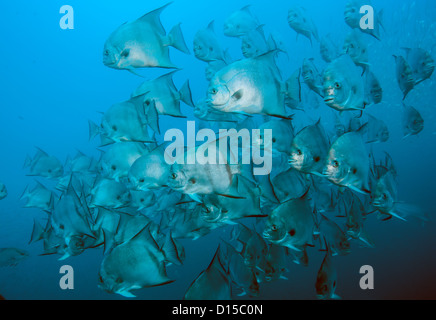 Atlantic Spadefish,Chaetodipterus faber, de l'école sur l'Atlas offshore naufrage Morehead City, North Carolina, United States. Banque D'Images