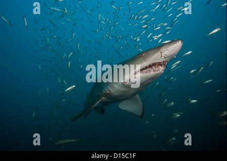 Un sand tiger shark, Carcharias taurus, nage près d'un naufrage dans le cimetière de l'Atlantique au large des côtes Morehead City, NC Banque D'Images