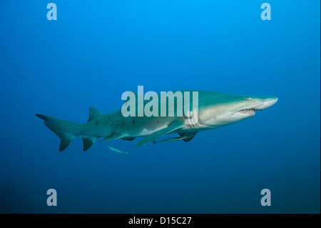 Un sand tiger shark, Carcharias taurus, nage près d'un naufrage dans le cimetière de l'Atlantique au large des côtes Morehead City, NC Banque D'Images