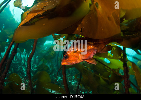 Un Sébaste Sebastes caurinus, cuivre, se cache parmi les kep de Browning passage dans l'île de Vancouver, Colombie-Britannique, Canada Banque D'Images