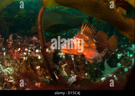 Un Sébaste Sebastes caurinus, cuivre, se cache parmi les kep de Browning passage dans l'île de Vancouver, Colombie-Britannique, Canada Banque D'Images