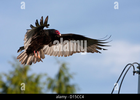 Urubu à tête rouge (Cathartes aura) en vol et sur le point d'atterrir à Nanaimo, île de Vancouver, BC, Canada en avril Banque D'Images