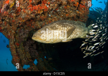 Disparition Goliath Grouper, Epinephelus itajara, dans le comté de Palm Beach en Floride, États-Unis. Banque D'Images