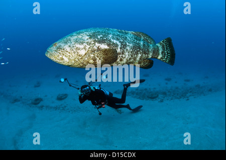 Scuba Diver et Goliath Grouper, Epinephelus itajara, nager côte à côte au large du Comté de Palm Beach, Florida, United States. Banque D'Images