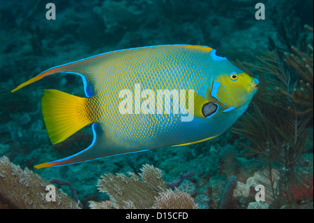 Queen Angelfish, Holacanthus ciliaris, photographiés dans les déferlantes de corail à Palm Beach, FL Banque D'Images