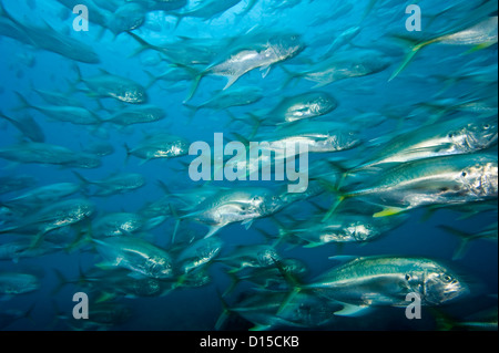 Jacks Crevalle Caranx hippos, swarm, un récif peu profond au large du Comté de Palm Beach, Florida, United States. Banque D'Images