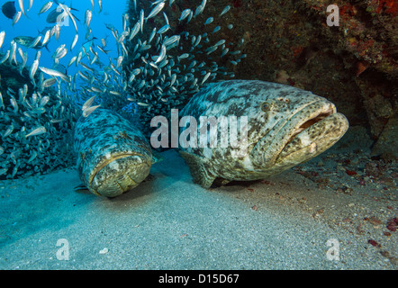 Goliath Grouper, Epinephelus itajara, et de cigare de ménés, Decapterus punctatus, nager près de la sion naufrage à Jupiter, en Floride Banque D'Images