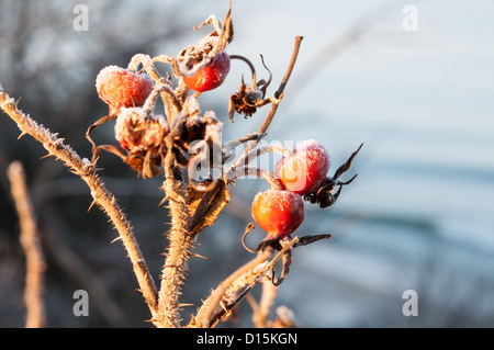 Frozen rose hips couvertes de glace Banque D'Images