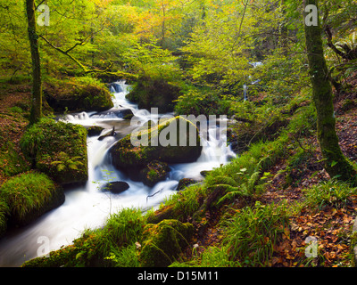 L'une des chutes d'eau dans les bois à Kennal Vale nature réserver Cornwall England UK Banque D'Images