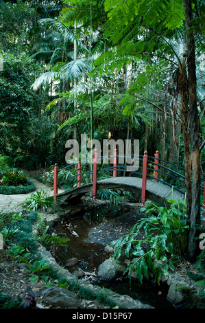 Dans le jardin japonais jardins botaniques Tamborine Mountain, Queensland, Australie Banque D'Images