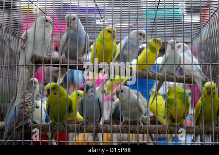 Animaux oiseaux perroquets vivants en cage piège sauvage en vente vendeur du kiosque marché du weekend de Chatuchak Bangkok Thaïlande Banque D'Images