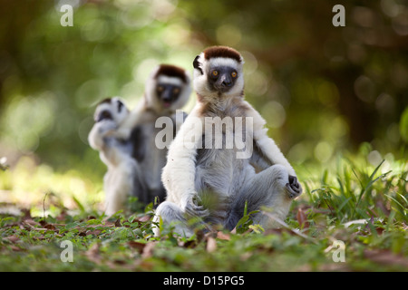 Sifaka mâle, femelle et bébé de Verreaux assis sur l'herbe à Madagascar Banque D'Images