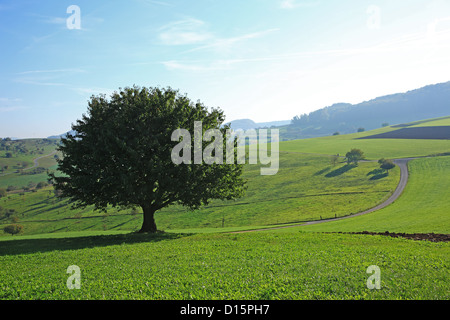 Seul arbre sur une colline, en Suisse, dans le Canton de Bâle-Campagne, Boudry Banque D'Images