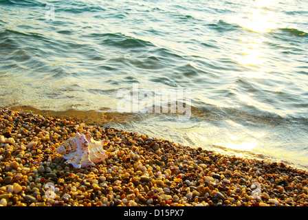 Coquillage sur la plage avec des vagues Banque D'Images