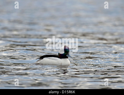 Un petit garrot mâle adulte de canards de mer américaine. 8867 SCO Banque D'Images