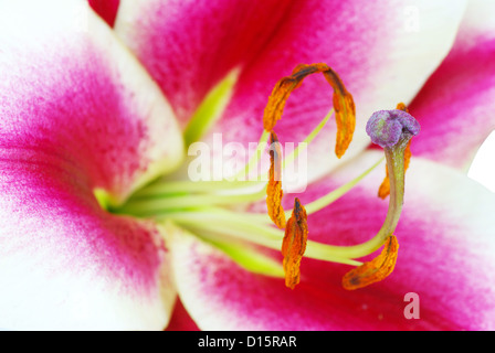 Belle douce lily Fleur Fleur rouge Banque D'Images