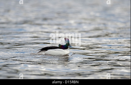 Un petit garrot mâle adulte de canards de mer américaine. 8872 SCO Banque D'Images