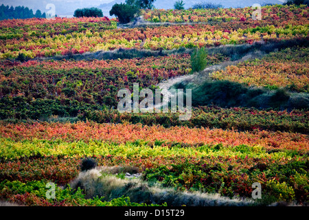 Vignoble. La Guardia. L'Alava. Pays Basque. Espagne Banque D'Images