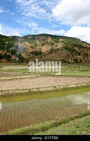 Rizières et collines près d'Ambositra, Madagascar, Afrique. Banque D'Images